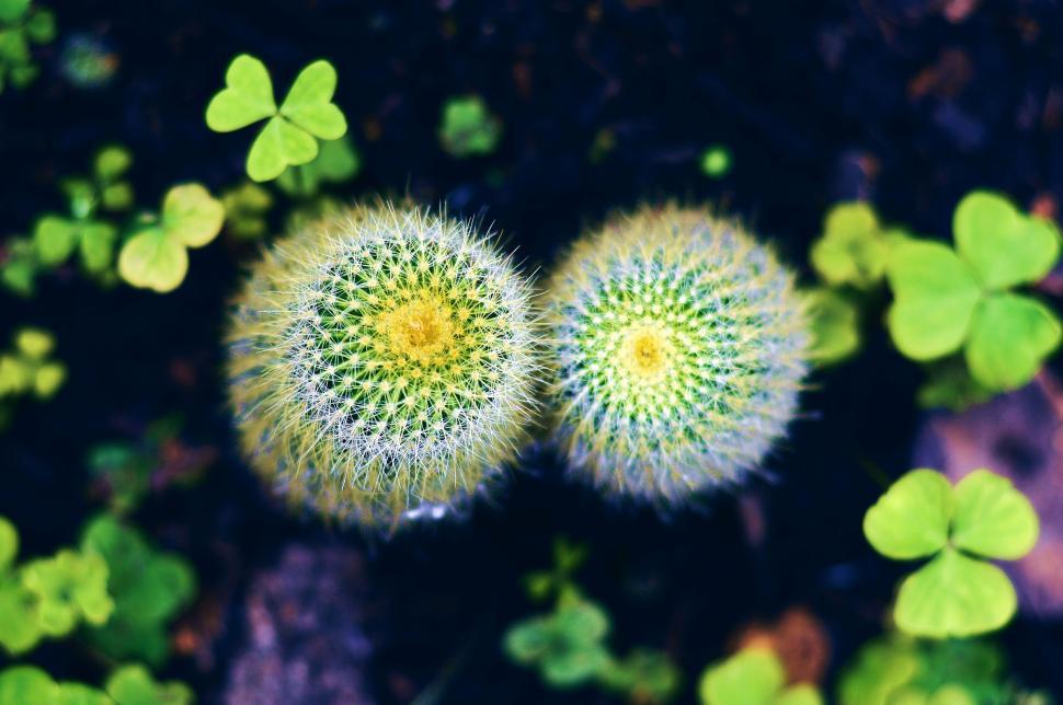 Free Image of Cactus Plants with green leaves  