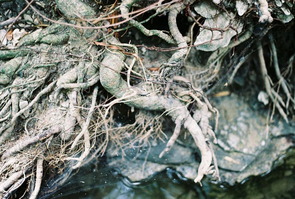Free Image of Roots 