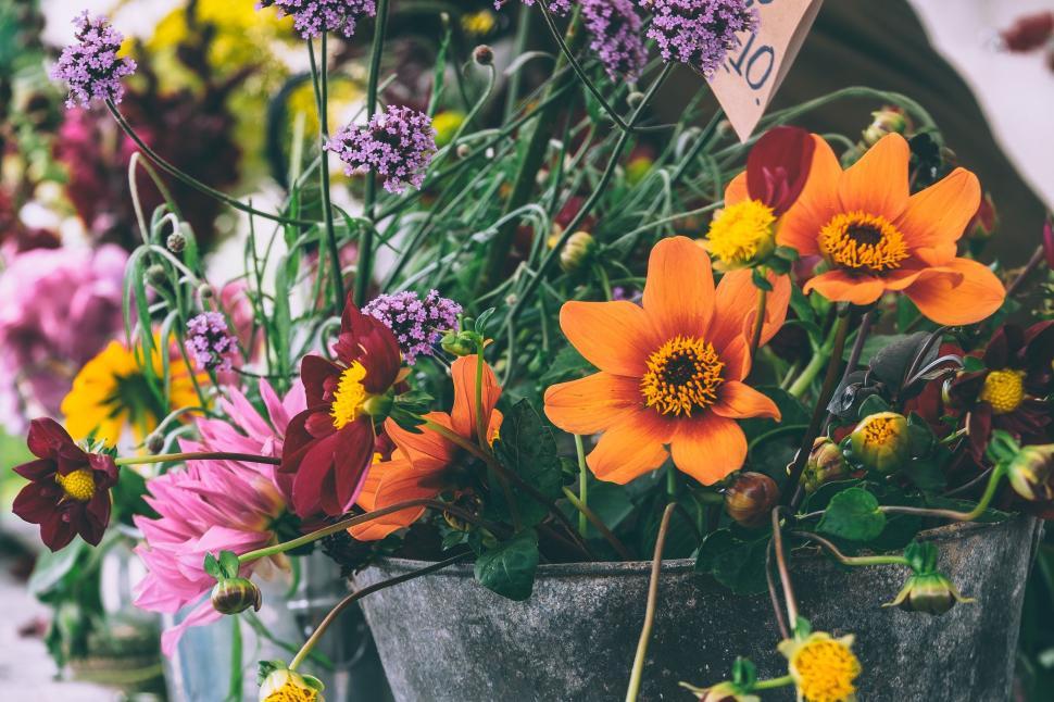 Free Image of Colorful Flower Plants 
