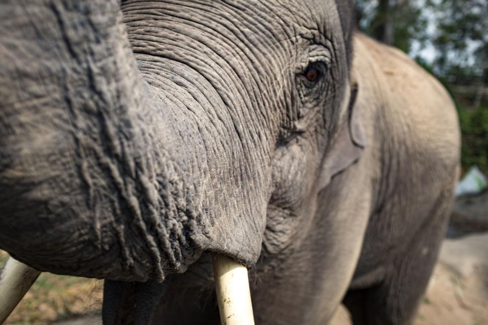 Free Image of Elephant Eye and Tusk  