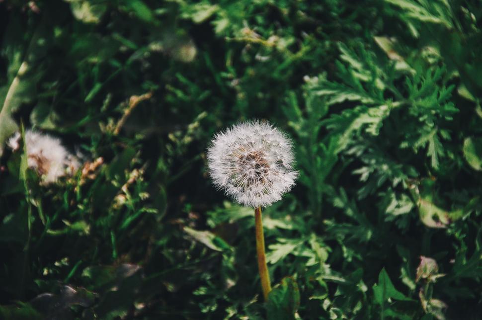 Free Image of Dandelion Flower 