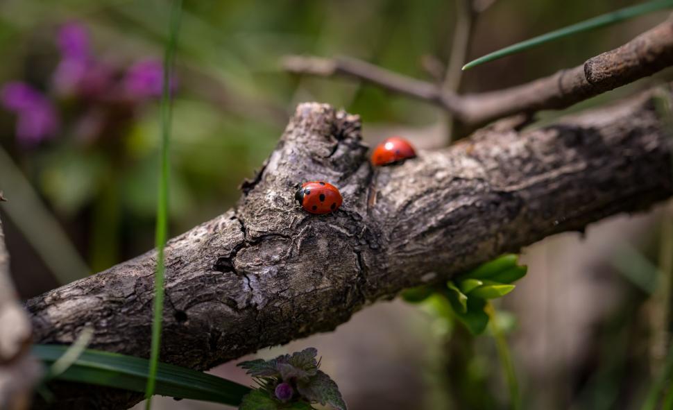 Free Image of Ladybird beetles 