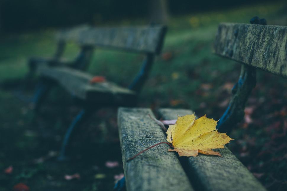 Free Image of Dry Leaf  
