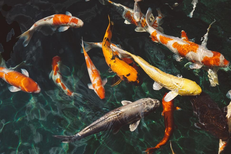 Free Image of Koi fishes 
