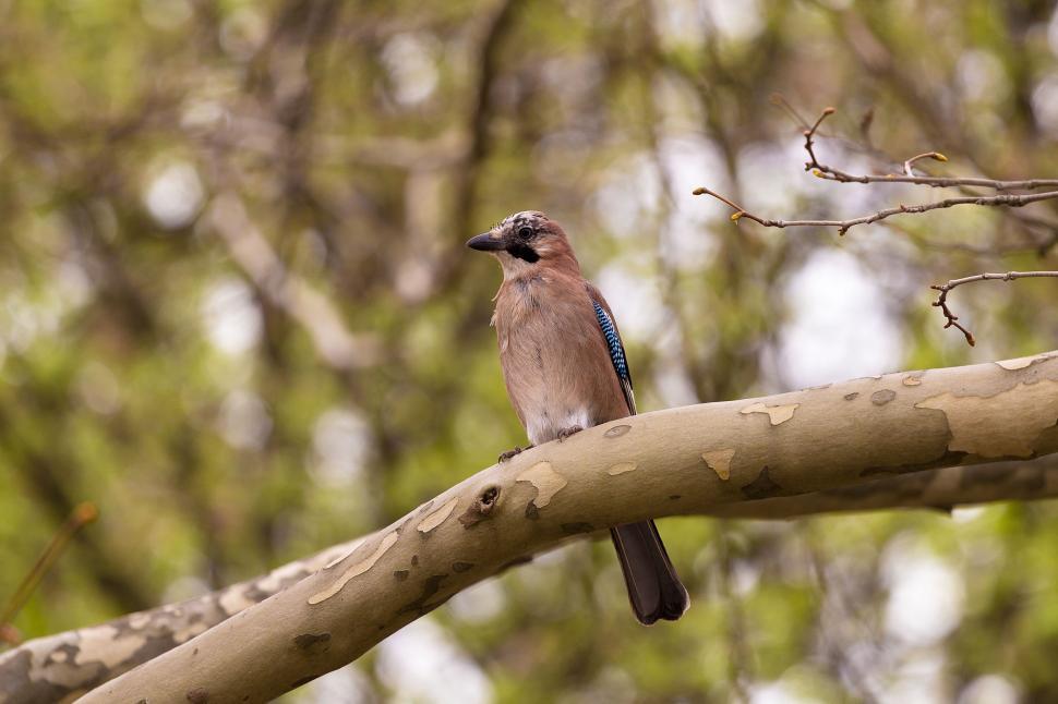 Free Image of Eurasian jay 