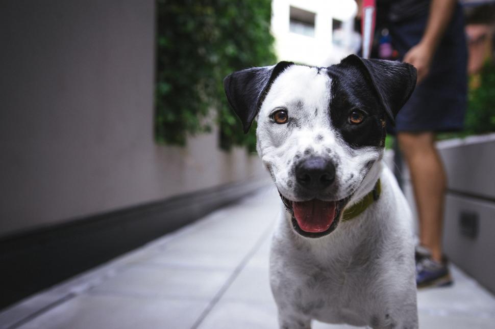 Free Image of Black and White Dog 