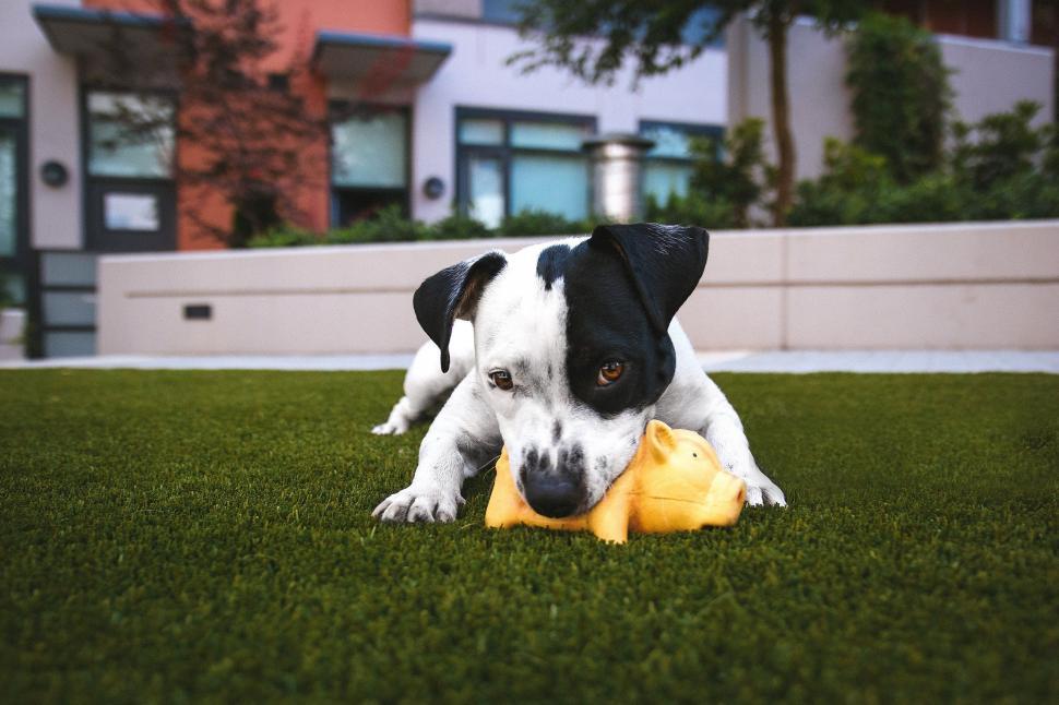 Free Image of Black White Dog 