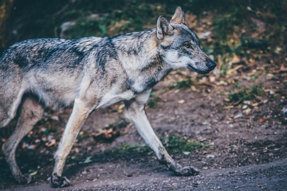 Free Image of Stray Dog  