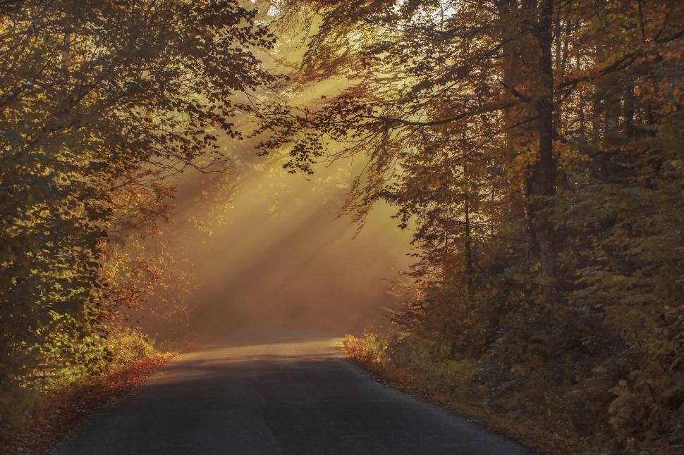 Free Image of Sunbeam on road 