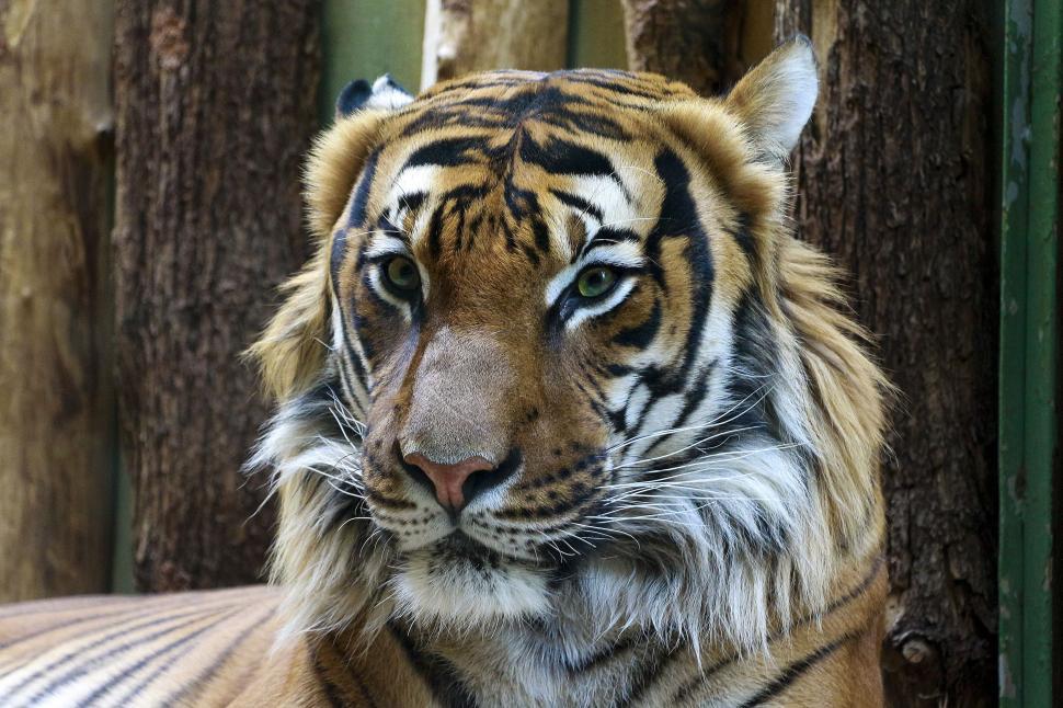 Free Image of Tiger Face  