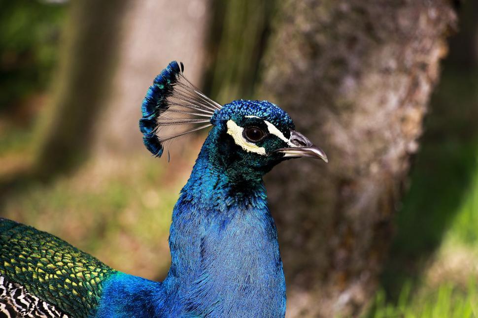 Free Image of Peacock Head  