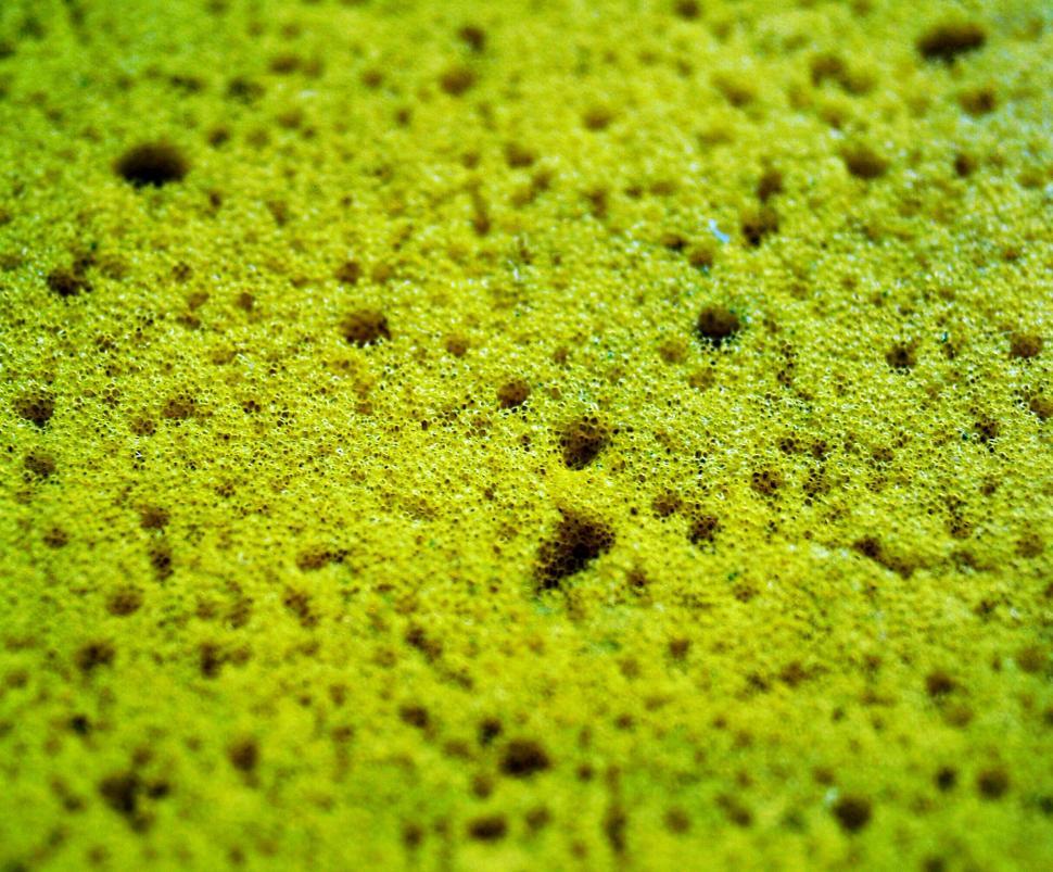 Free Image of Yellow sponge - background 