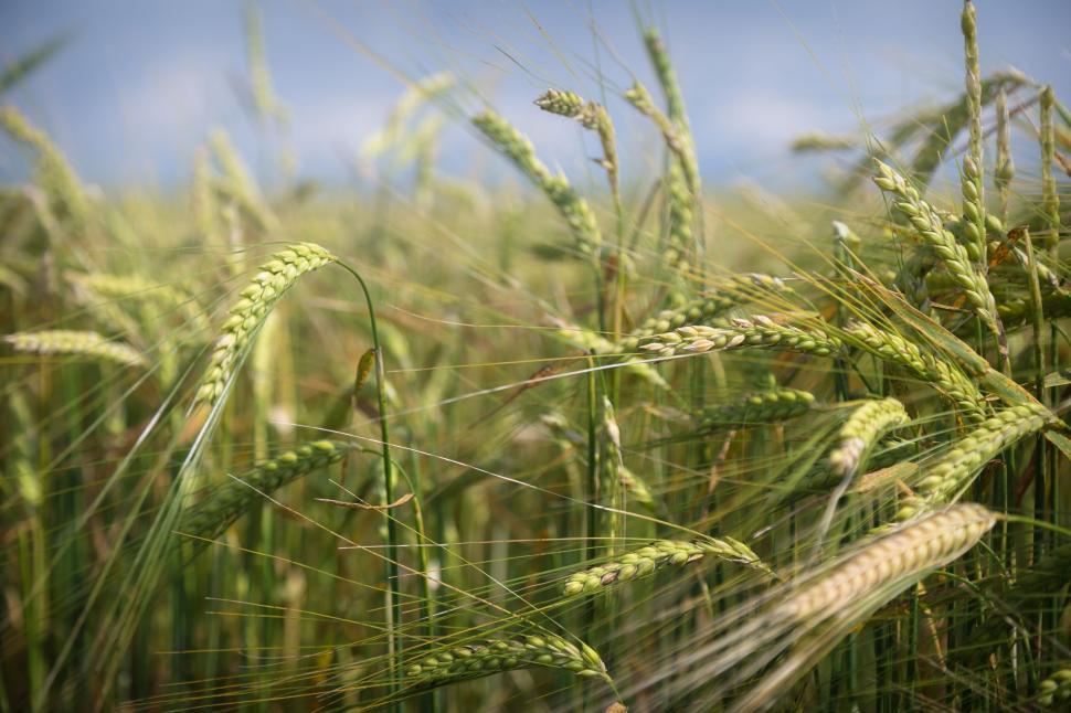 Free Image of Green Wheat Strands 