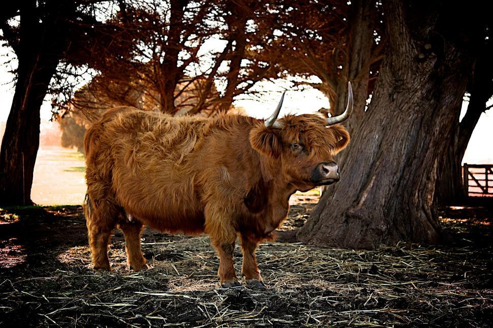 Free Image of Cow with horns 