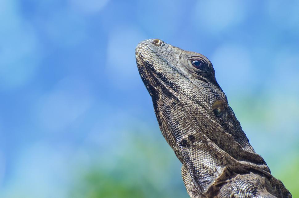Free Image of Iguana Head  