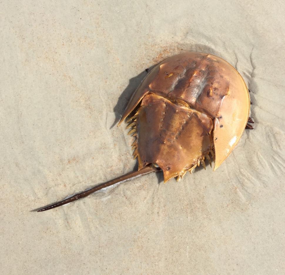 Free Image of Horseshoe crab 