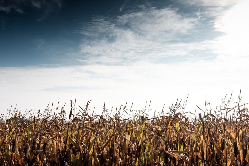 Free Image of Wheat Field With Strands  