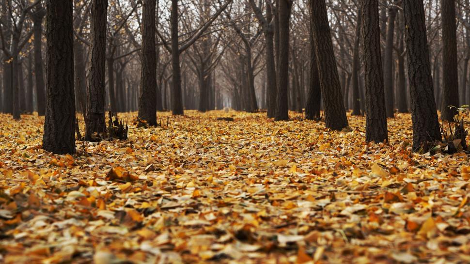 Free Image of Fallen Autumn Leaves  