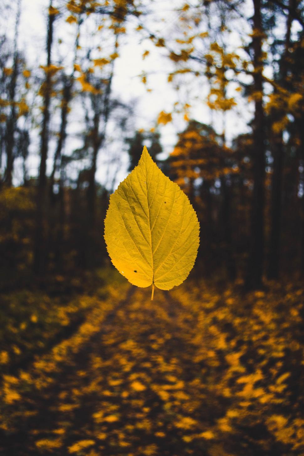 Free Image of Levitating leaf 