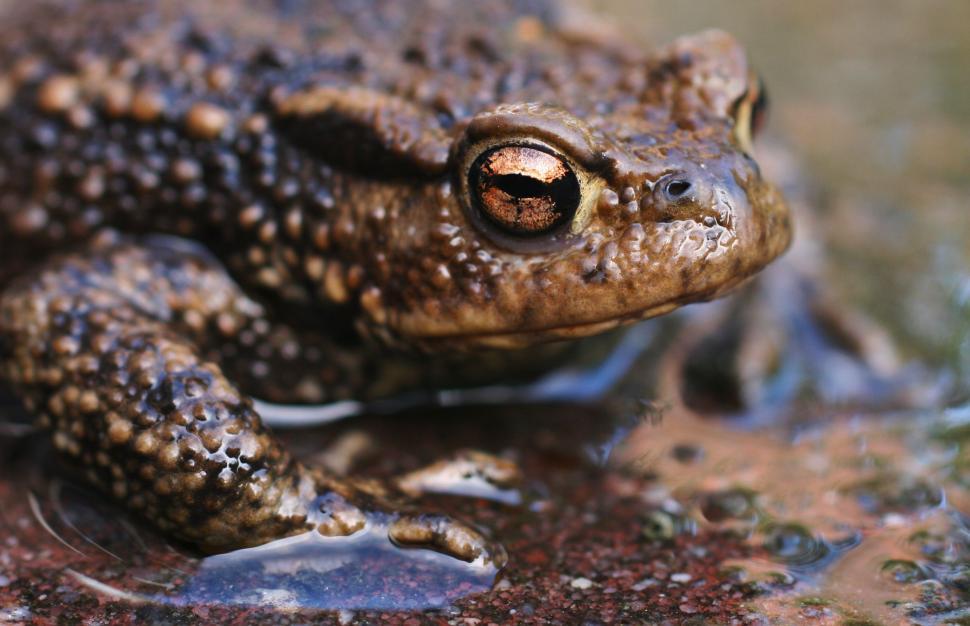Free Image of Frog Eyes  