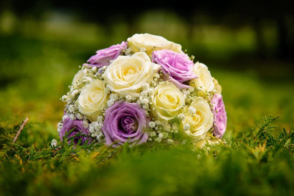 Free Image of Purple and Yellow Flowers  