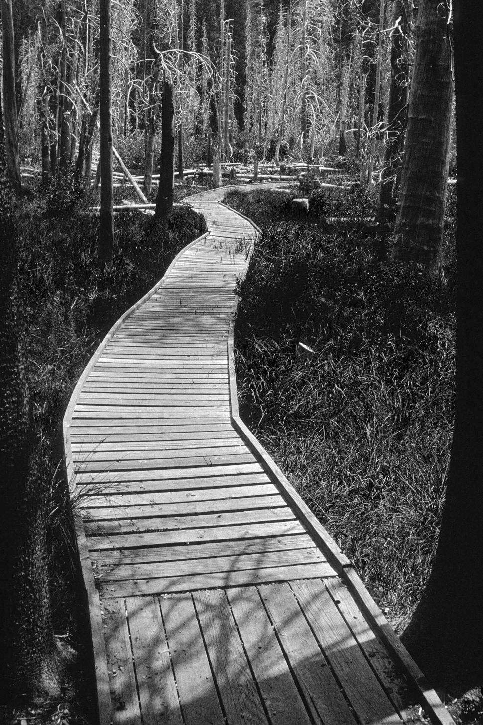Free Image of Boardwalk through marsh, black and white 