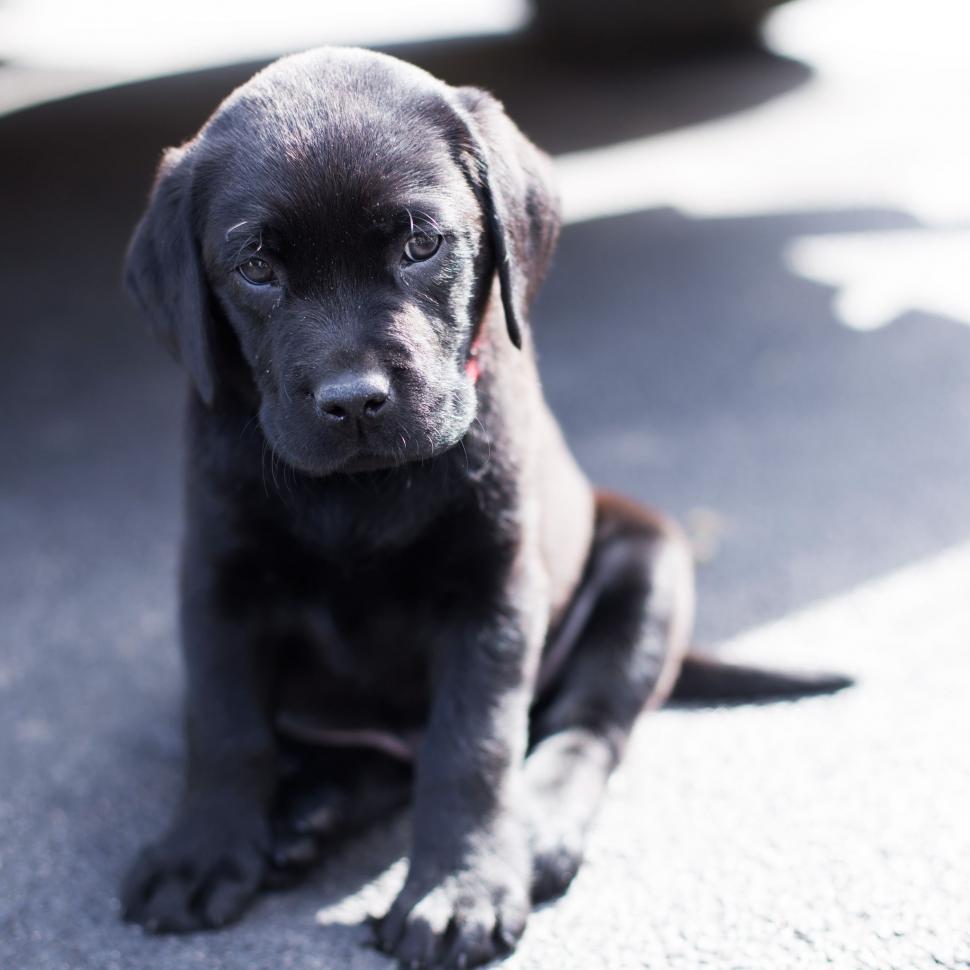 Free Image of Black Puppy Dog 