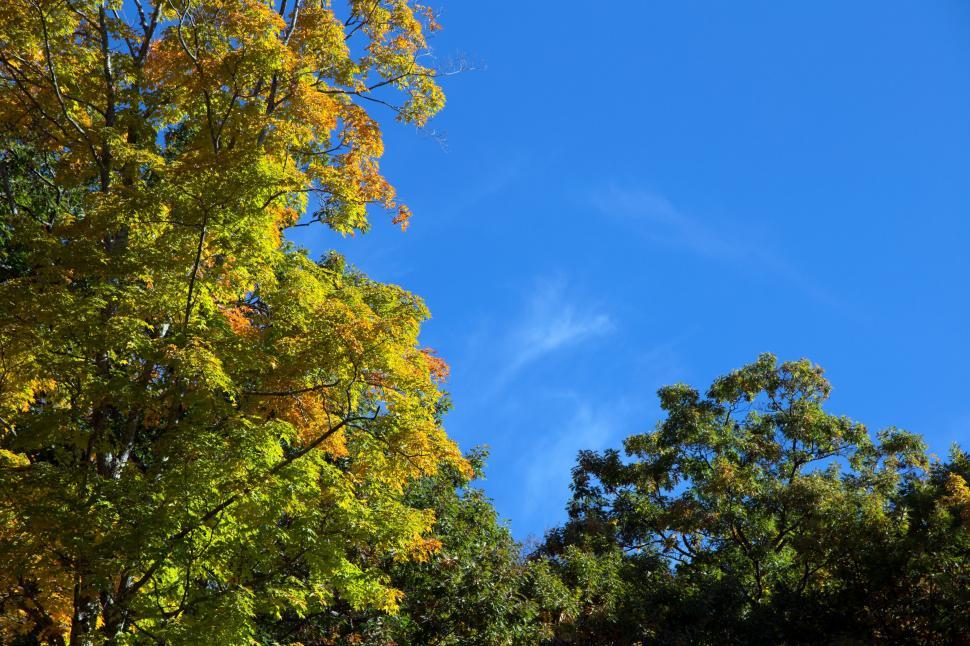 Free Image of Autumn Foliage and Blue Sky 