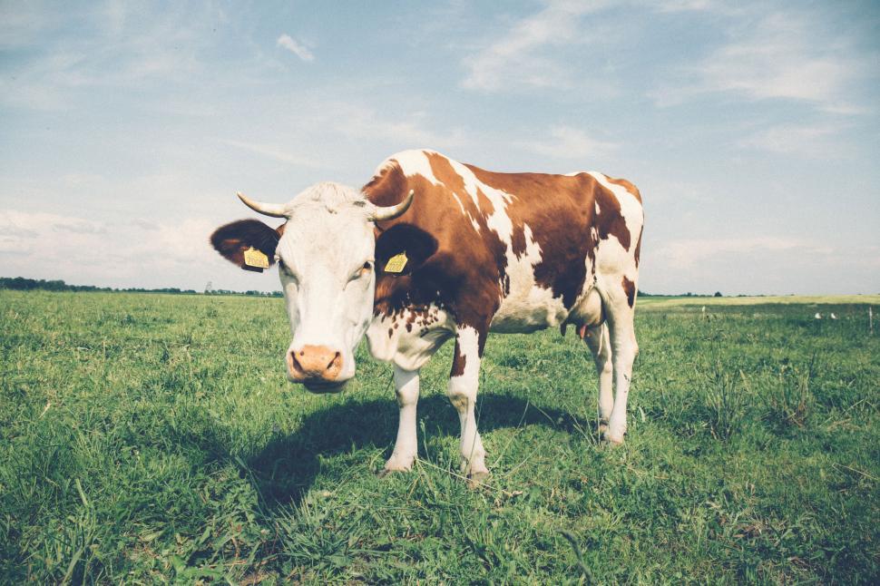 Free Image of White brown cow with ear tags 