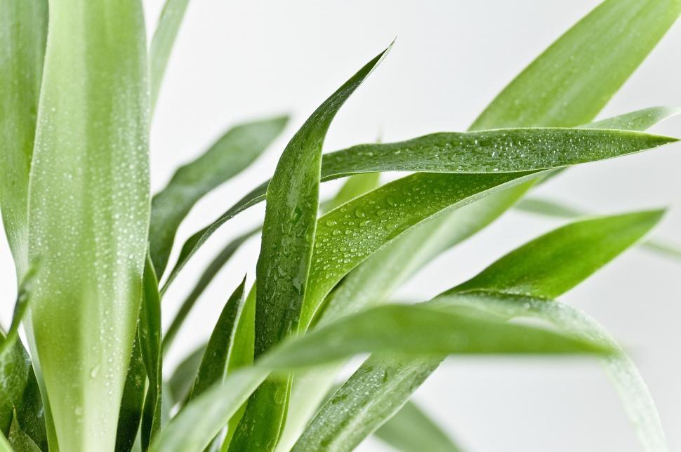 Free Image of Yucca Leaves  