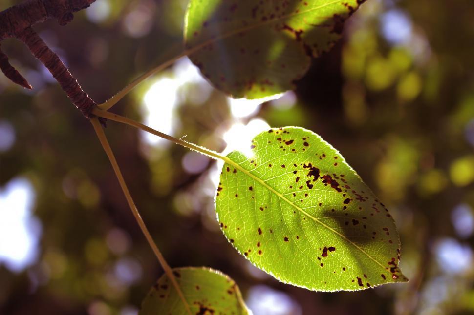 Free Image of Pear Tree Leaves  