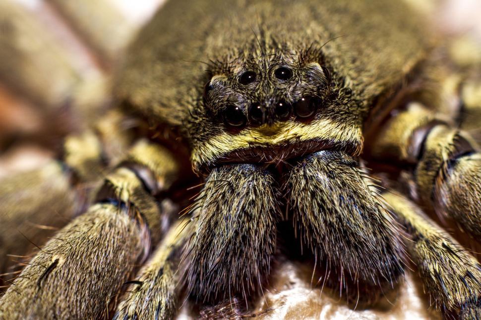 Free Image of Spider Fangs - Macro Photography 