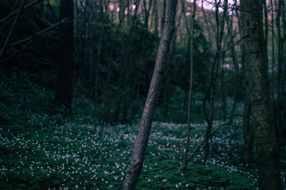 Free Image of Flower bed with tiny pink flowers 
