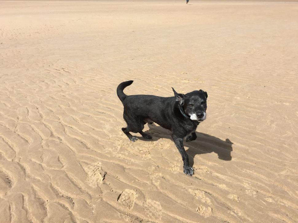 Free Image of Black labrador dog 
