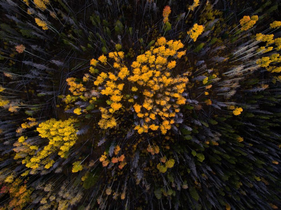 Free Image of Close up of yellow autumn flowers  