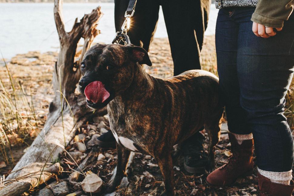 Free Image of Dog licking nose  