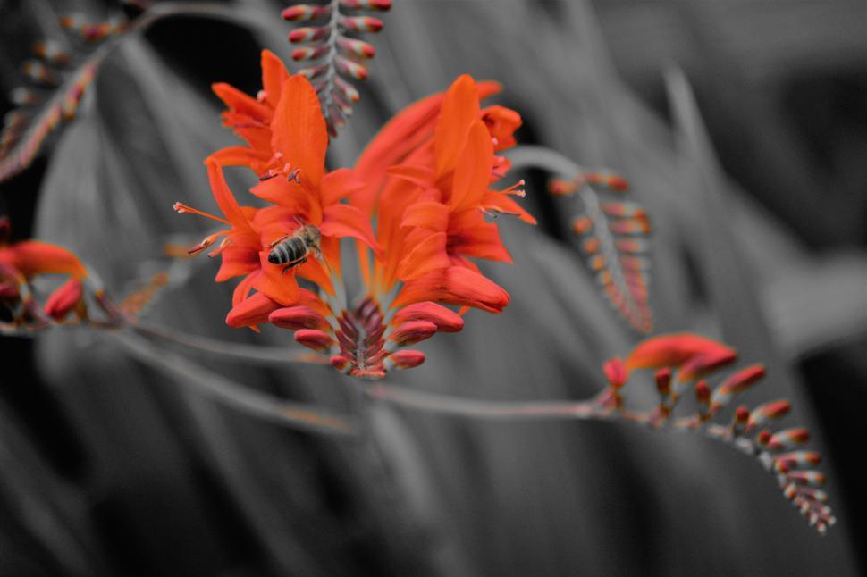 Free Image of Orange Flower and Bee 