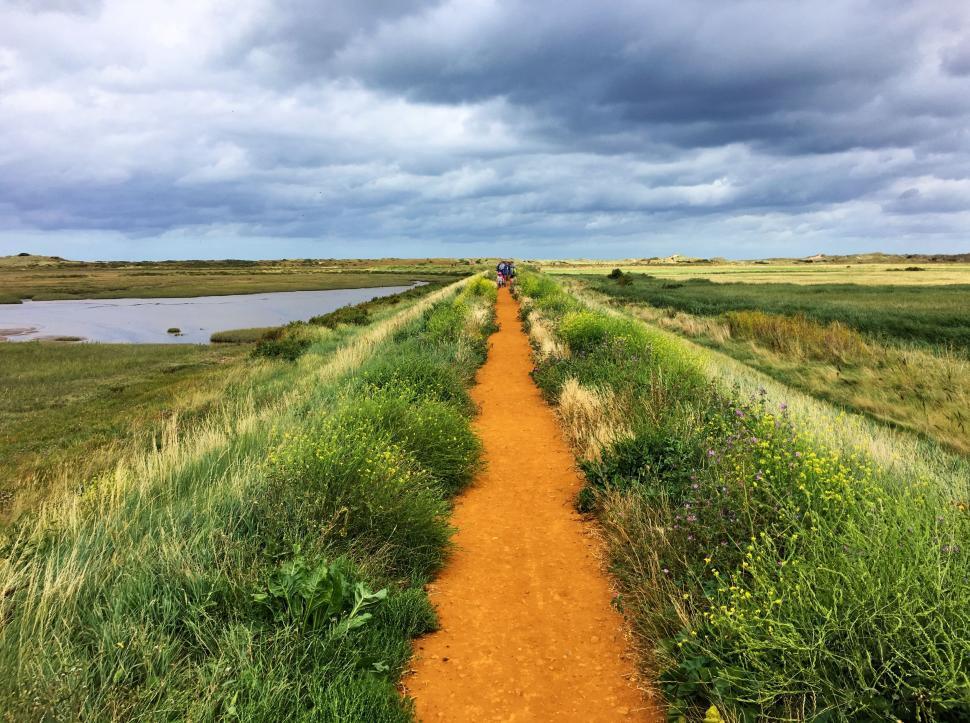 Free Image of Marshes surrounded by reeds 
