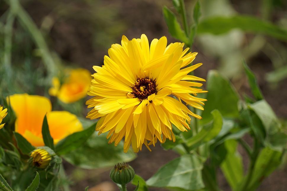 Free Image of Blooming Yellow Flower  