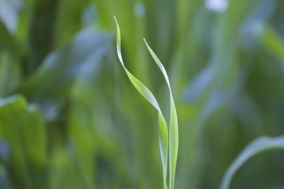 Free Image of Blade of Grass 