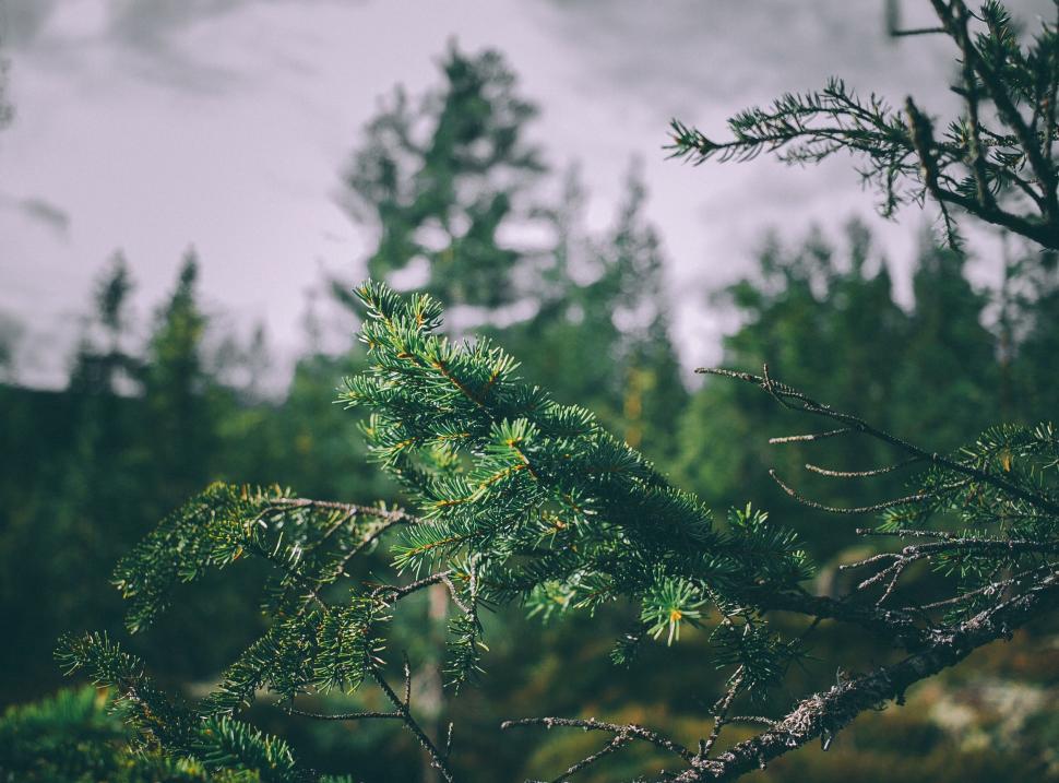 Free Image of Spruce needles  