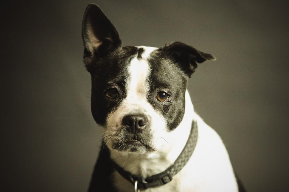 Free Image of White And Black Dog  