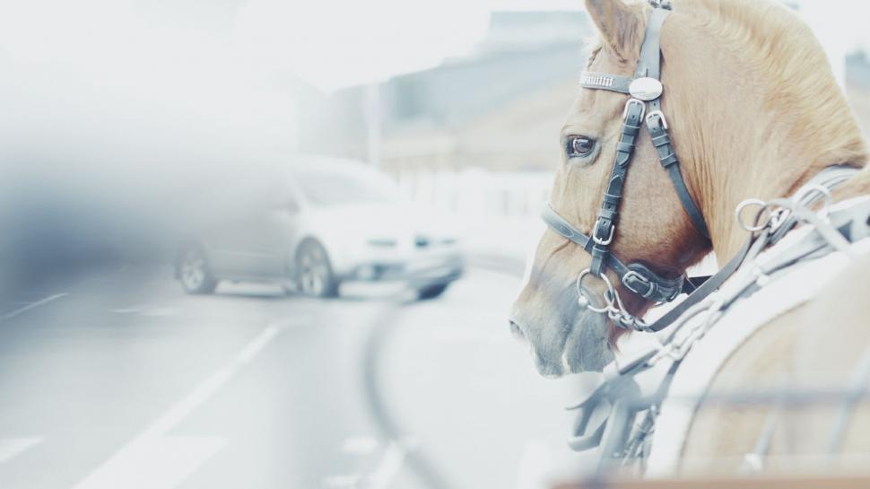 Free Image of Brown Horse with bridle 