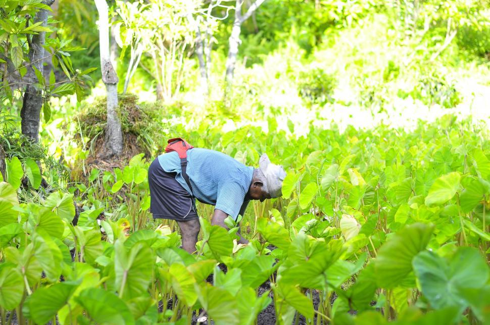Free Image of Farmer in farm   