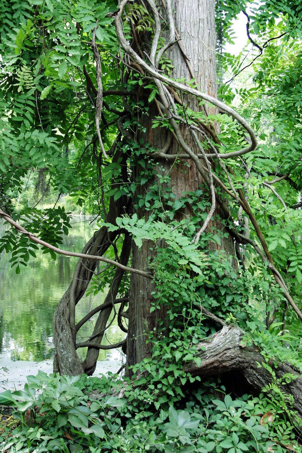 Free Image of dense tree 