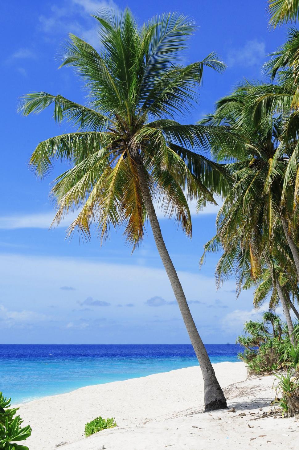 Free Image of Palm Tree and Beach  