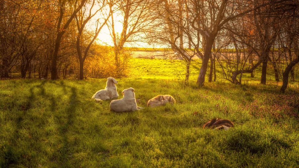 Free Image of Dogs in the park 