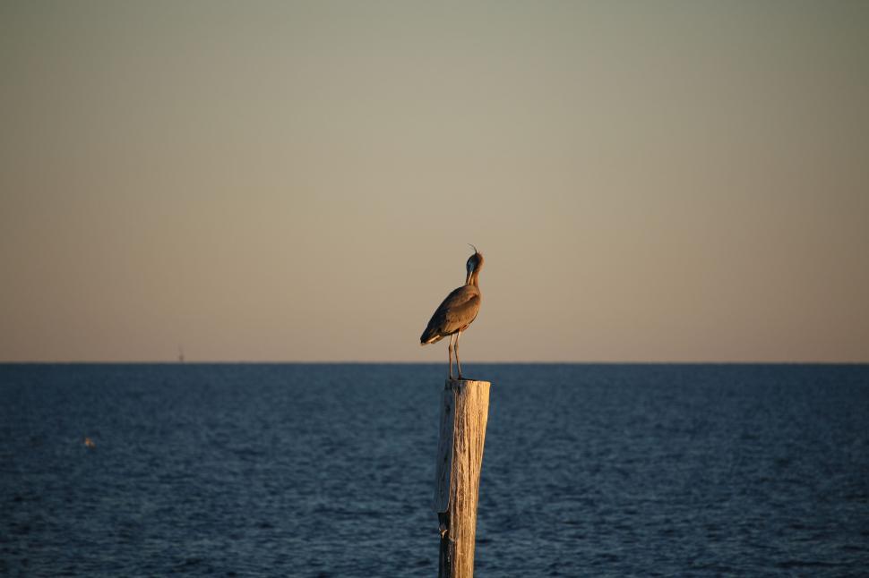 Free Image of Pelican and Ocean  