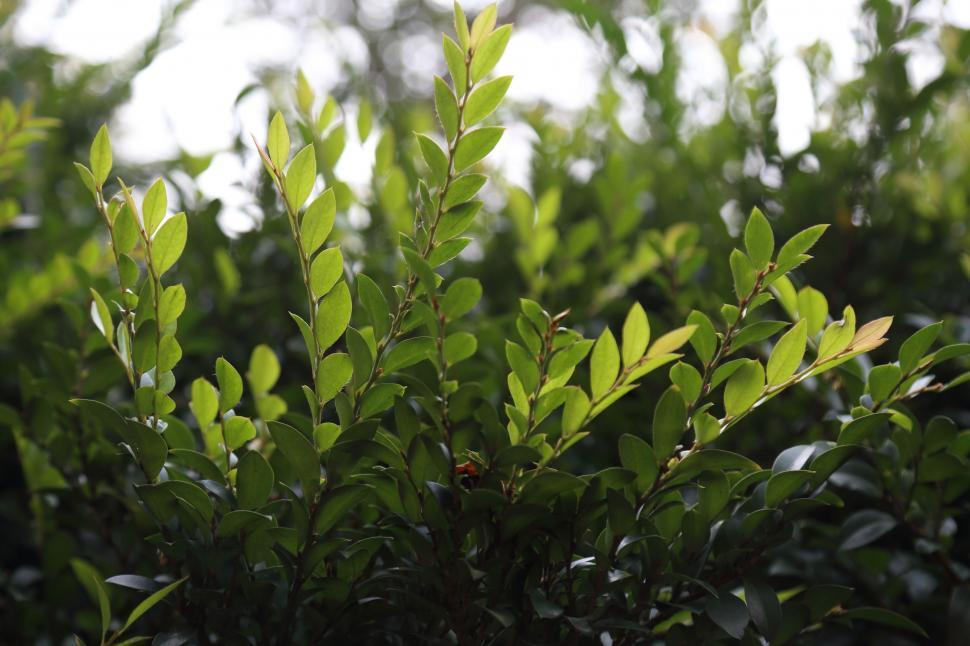 Free Image of Green Leaves and bokeh light  
