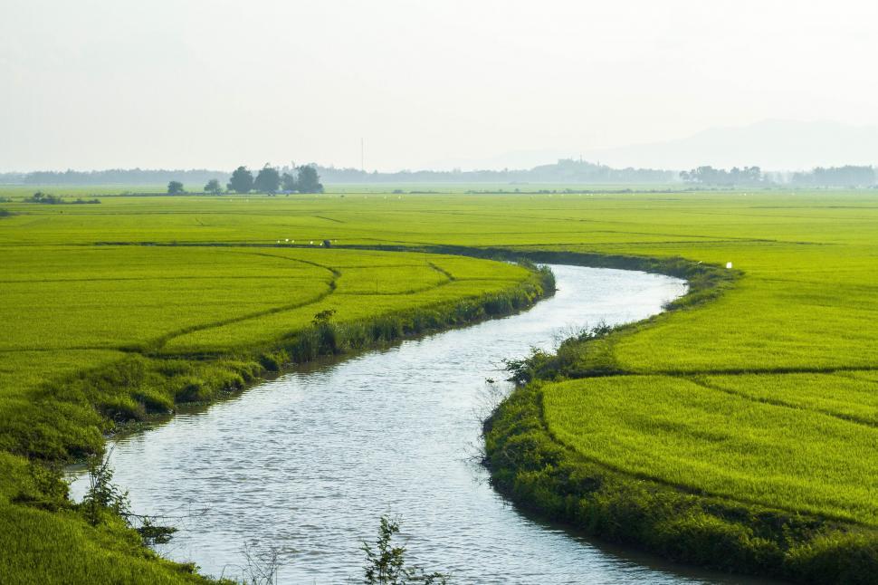 Free Image of Rice Farming  